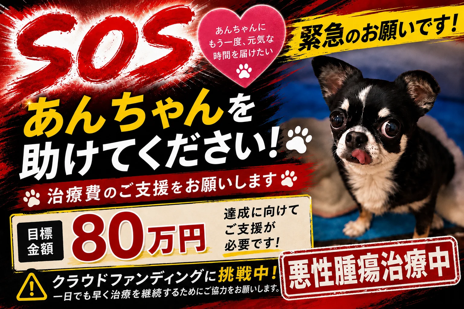 繁殖犬の引退犬のあんちゃんの命を守りたい
