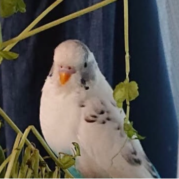 サポーター