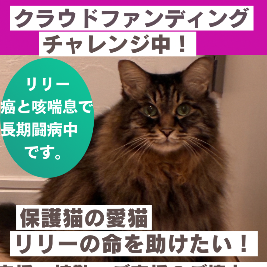 サポーター