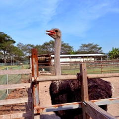 サポーター