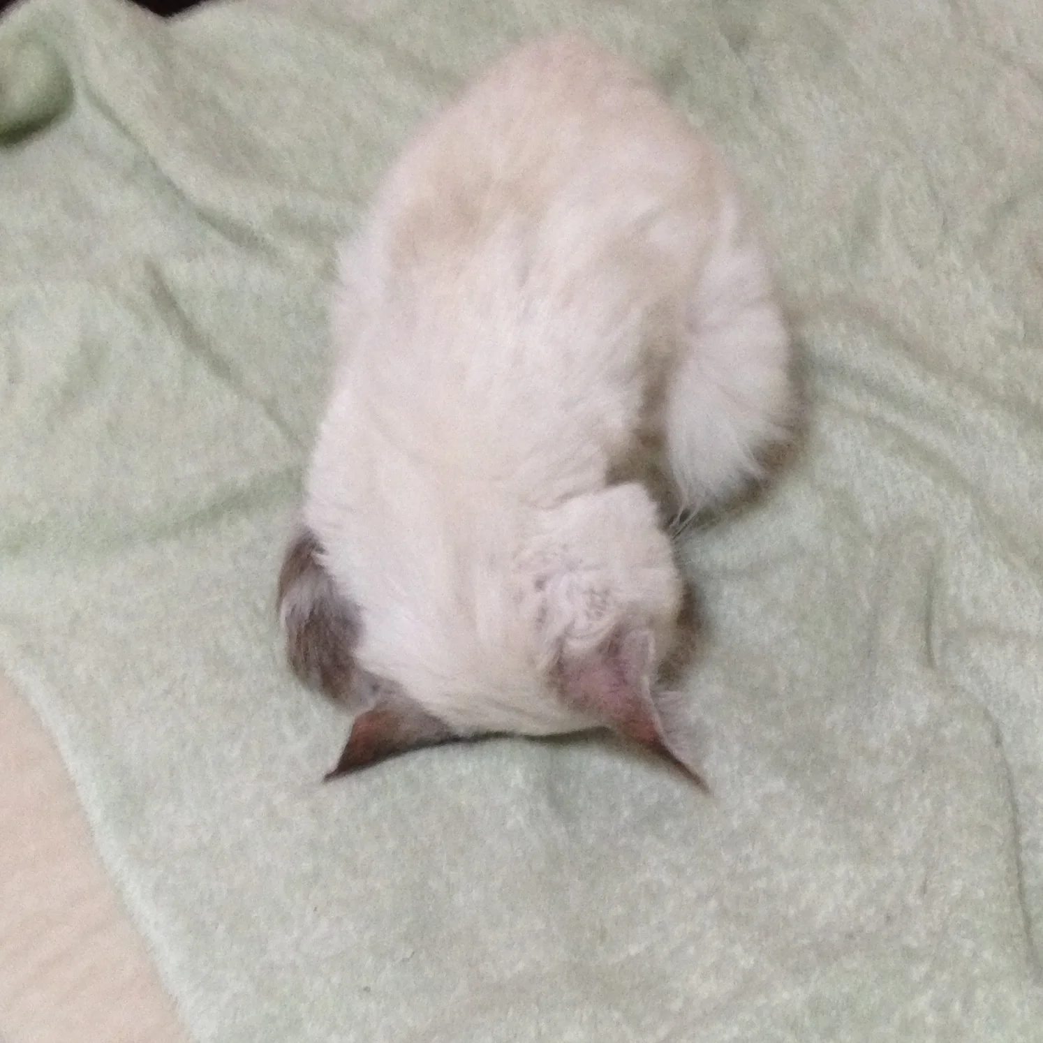 サポーター