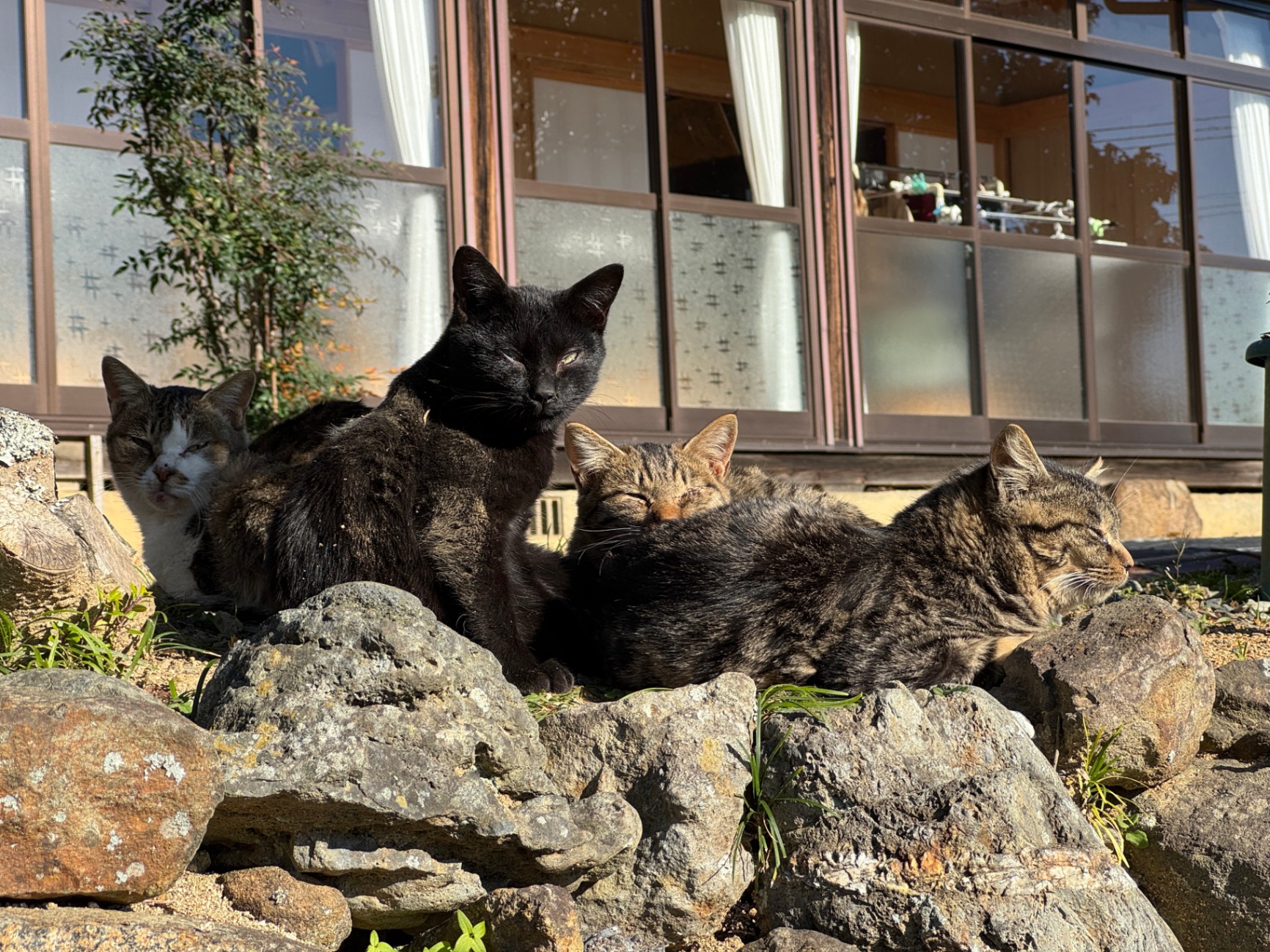 岩手県陸前高田市発！保護猫を助け続けるための猫カフェ事業ーやんべな 