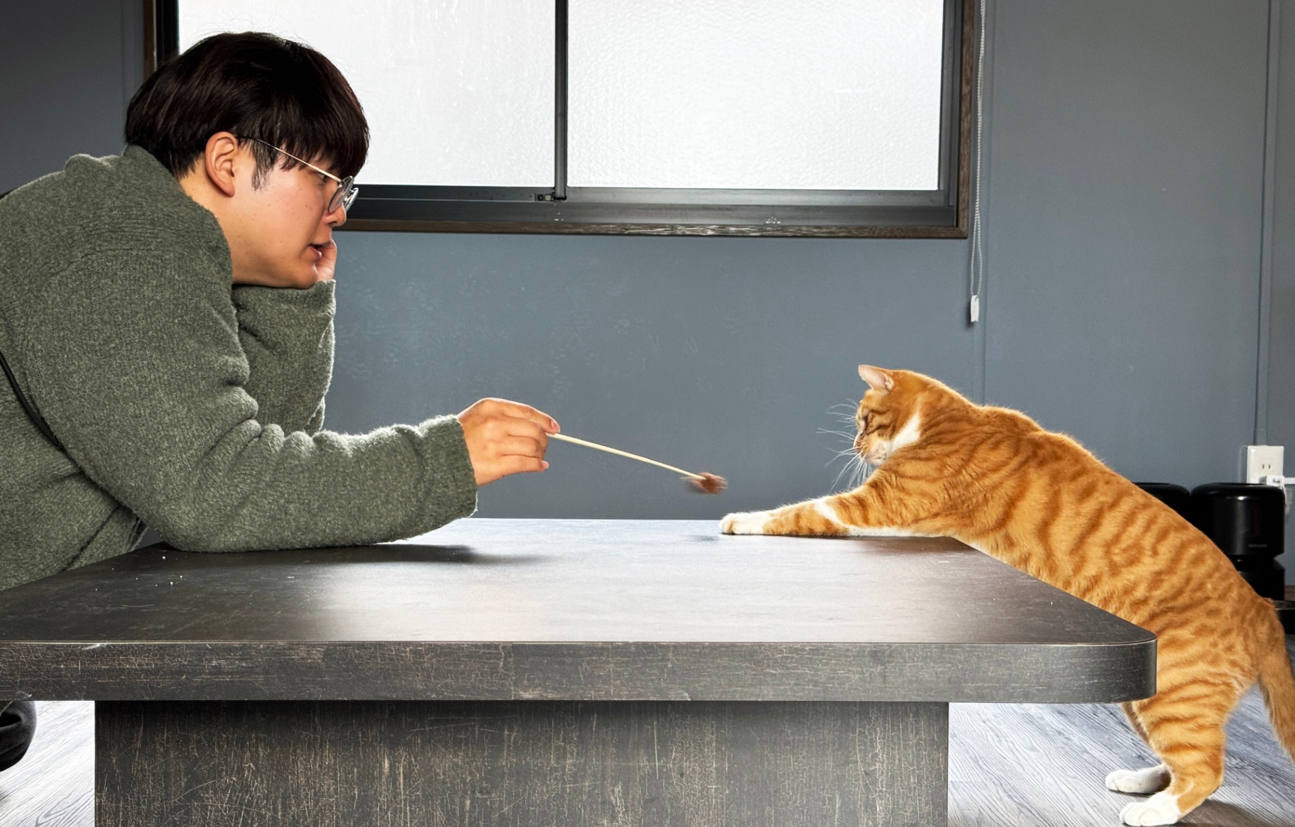 岩手県陸前高田市発！保護猫を助け続けるための猫カフェ事業ーやんべな 