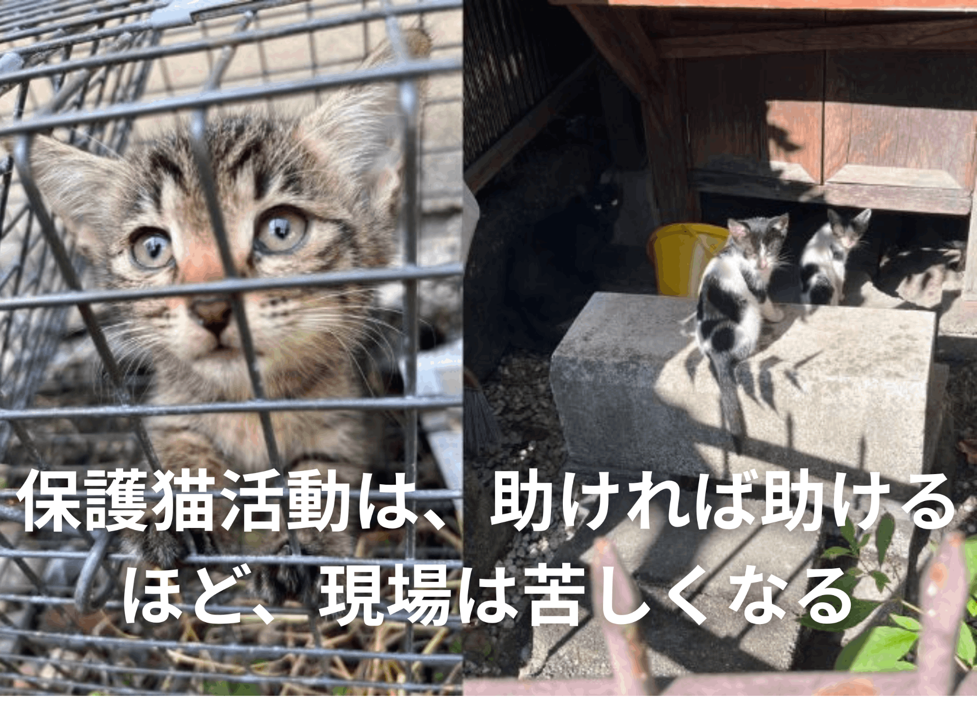 猫助ページ 猫の介護ハンドブック』第4刷が決定 ― 猫の在宅介護・緩和ケアを支える