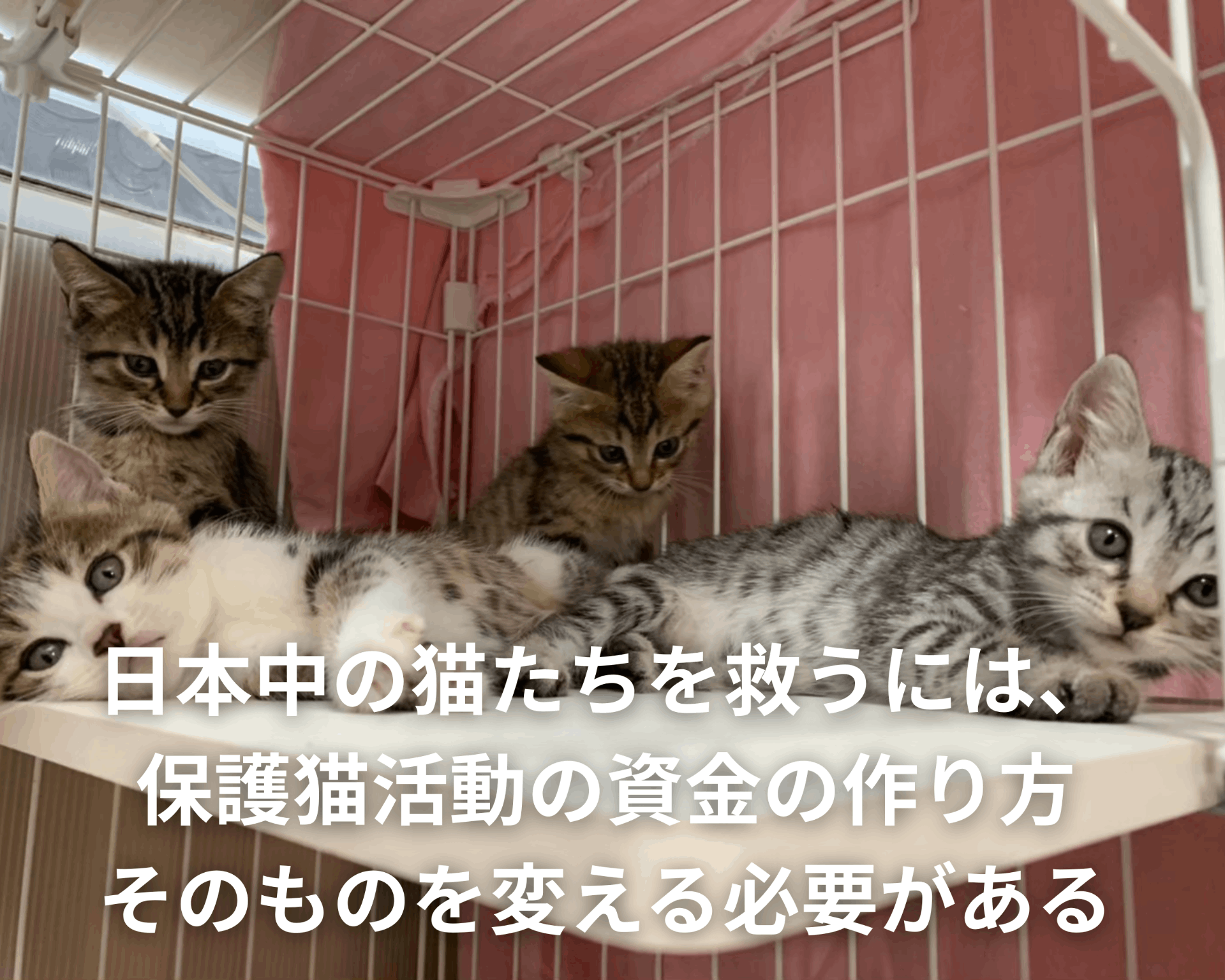 猫助け資金調達大革命！持続可能な保護猫活動を支えるインフラ「ねこ