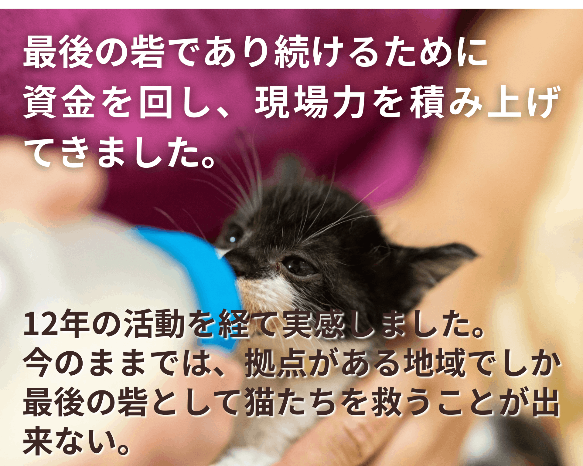 猫助け資金調達大革命！持続可能な保護猫活動を支えるインフラ「ねこ