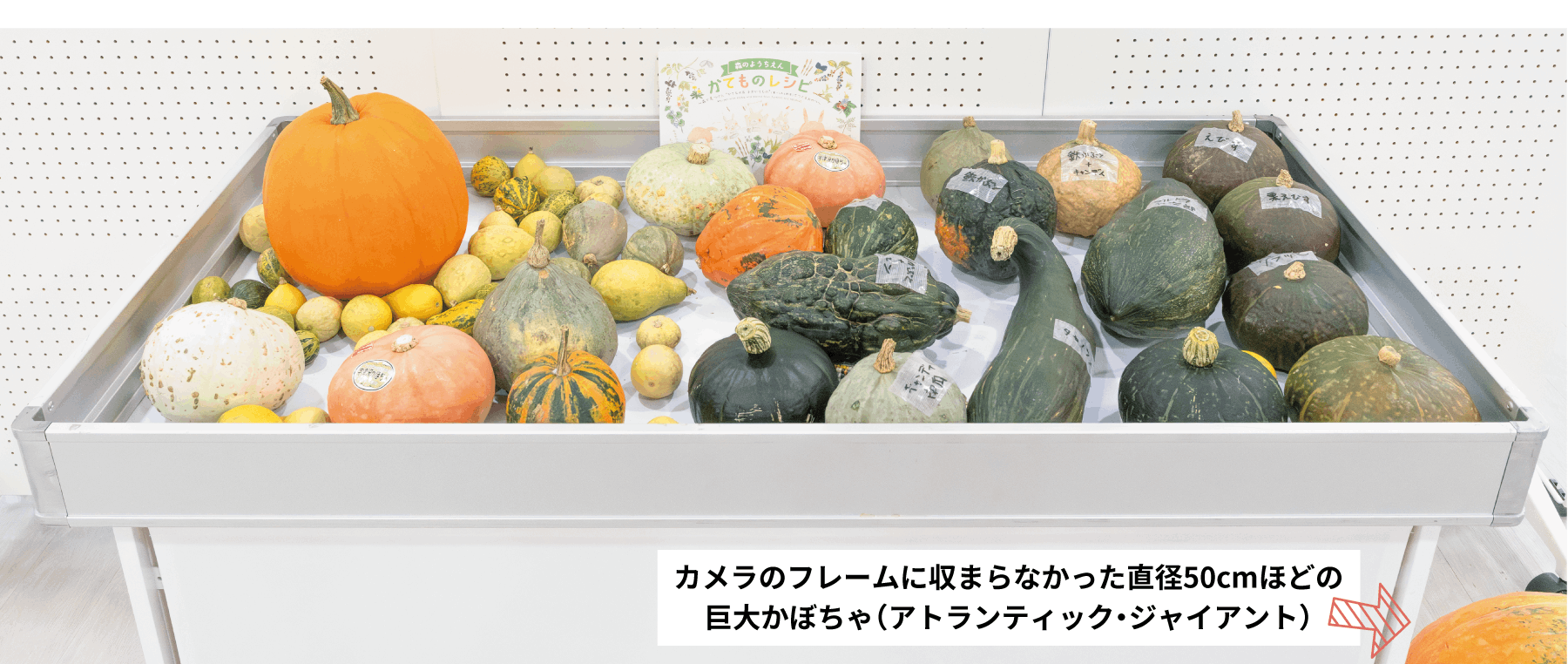 地域の食と文化を次の世代に伝える「蔵王かぼちゃ祭RE2026」を開催したい！