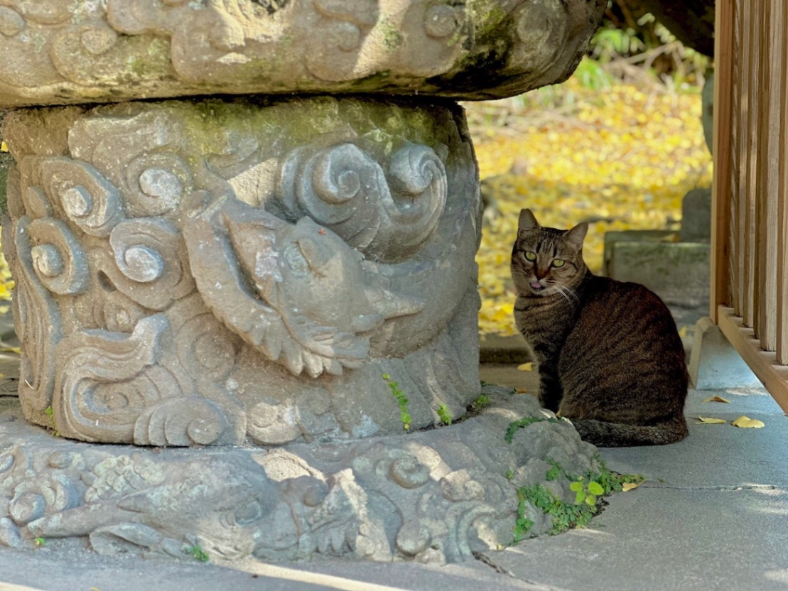 鹿児島｜長田神社】クラウドファンディングで再建した、神社の未来を