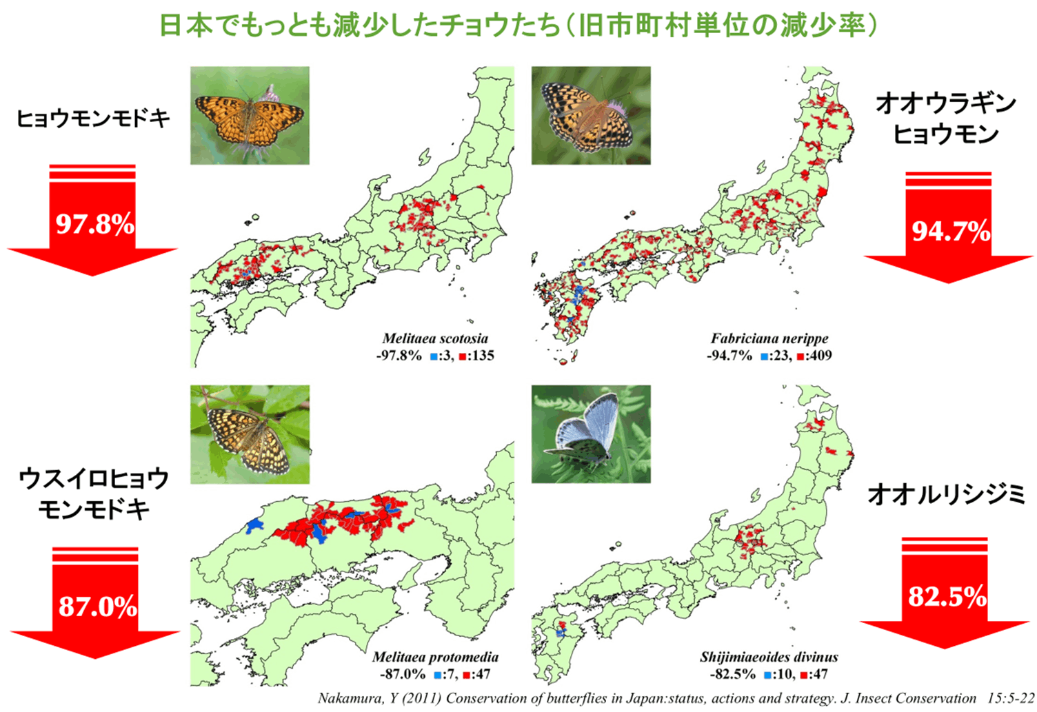 【異常型・赤紋型】ギフチョウ（滋賀県・飼育品） 関東最後のギフチョウを絶滅させない！ 柵を作って、幼虫の餌をシカ