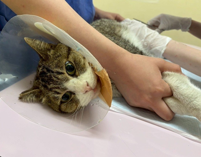 継続第3弾『猫の医療費支援プロジェクト』動物愛護を未来へ繋ぐ！看護